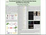 Functional Analysis of Protonephridia Genes Identified by Drop-seq by Andrew Gaetano