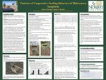 Patterns of Cooperative Feeding Behavior of Midwestern Songbirds by Audrey Shreiner