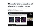 Molecular characterization of planarian excretory genes by Lydia Kramer