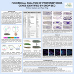 Functional Analysis of Protonephridia Genes Identified by Drop-Seq