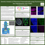 Genetic Analysis of Planarian Protonephridia using Fluorescent In Situ Hybridization and TUNEL by Liz Maastricht