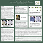 Interspecies Tissue Transplants in Planarians
