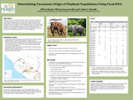 Genetic Analysis of Elephant Species in Guinea Conakry by Olivia Bruni and Olivia Groenewold