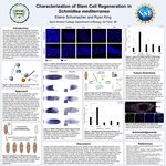 Characterization of Stem Cell Regeneration in Schmidtea Mediterranea by Elaine Schumacher