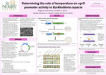 Determining the role of temperature on vgrG promoter expression in Burkholderia cepacia