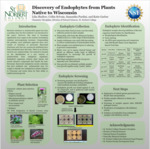 Exploration of Wisconsin endophytic species towards the discovery of new natural product antibiotic scaffolds by Lilia Shallow, Collin Sylvain, and Samantha Pardini